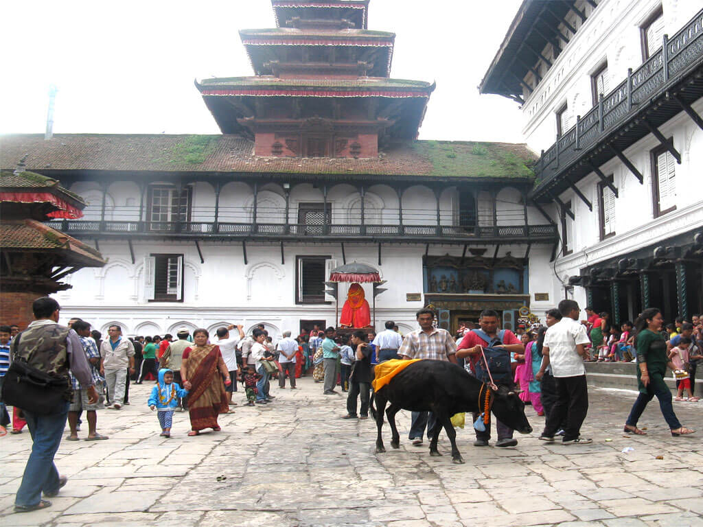 Gai Jatra (Gai – Cow and Jatra – Festival) 
